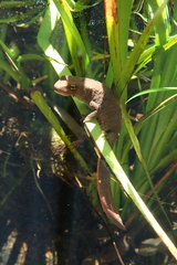 Paramesotriton hongkongensis