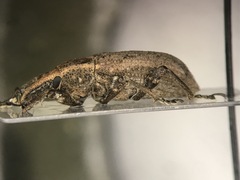 Listronotus caudatus