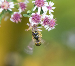 Vespula alascensis