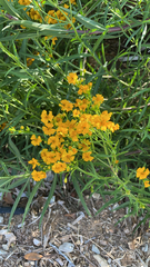 Tagetes lucida