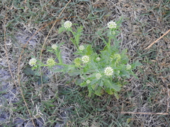 Acicarpha tribuloides