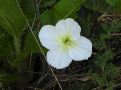 Oenothera centaurifolia