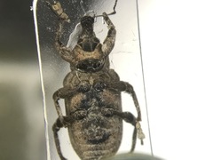 Listronotus caudatus