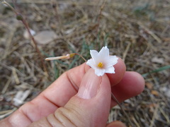 Acis autumnalis