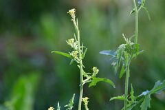 Sisymbrium officinale