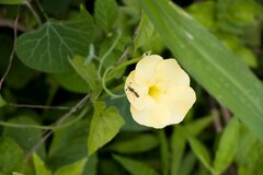 Thunbergia dregeana