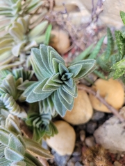 Aeollanthus parvifolius