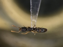 Ponera pennsylvanica