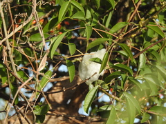 Cephisus siccifolius