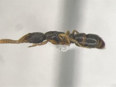 Ponera pennsylvanica