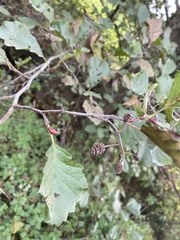 Alnus