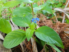 Commelina diffusa