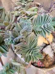 Aeollanthus parvifolius