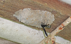 Brachymenes wagnerianus