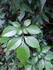 Paullinia trigonia