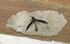 Brachymenes wagnerianus