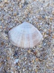 Mactra stultorum