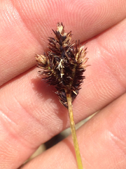 Carex abrupta