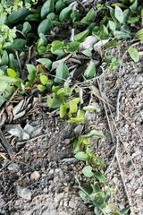 Vincetoxicum anomalum