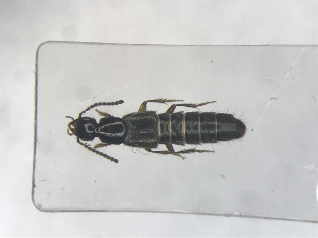 Staph beetle