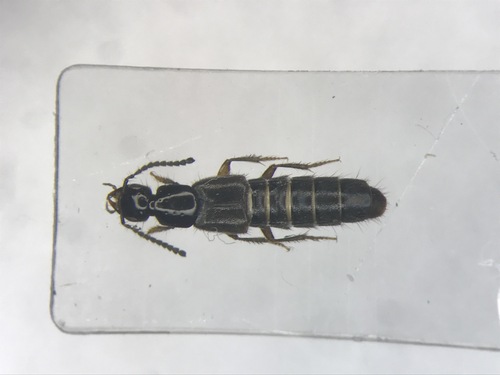 Staph beetle