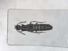 Philonthus umbratilis