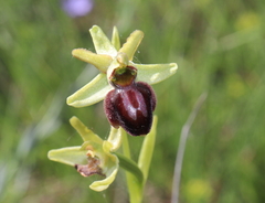 Ophrys sphegodes