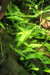 Utricularia uliginosa