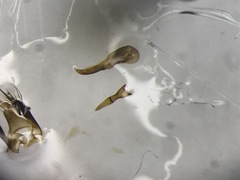 Philonthus umbratilis