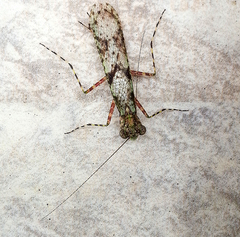 Amorphoscelis annulicornis