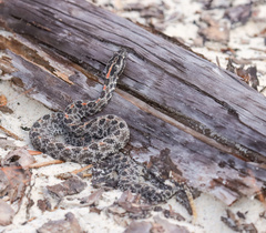 Sistrurus miliarius barbouri