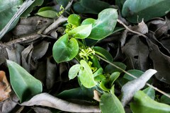 Vincetoxicum anomalum