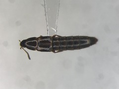 Mycetoporus lucidulus