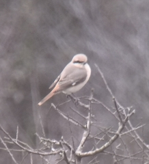 Lanius isabellinus