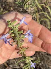Salvia azurea