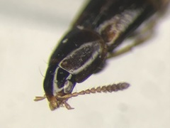 Mycetoporus lucidulus