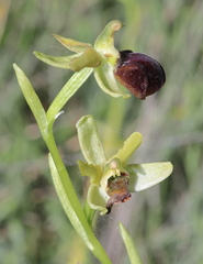 Ophrys sphegodes