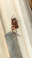 Steatoda nobilis