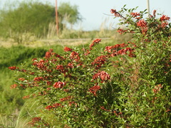 Erythrina crista-galli