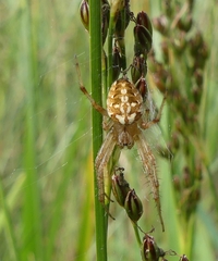 Neoscona arabesca
