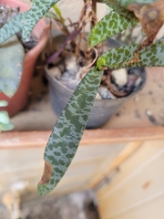 Ledebouria socialis