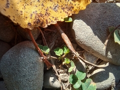 Formica cinerea