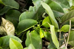 Vincetoxicum anomalum