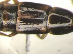 Mycetoporus lucidulus