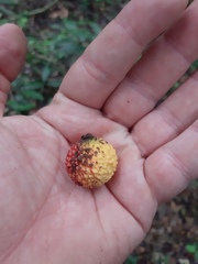 Eugenia neoverrucosa