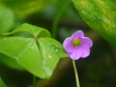 Oxalis latifolia