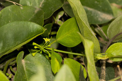 Vincetoxicum anomalum