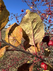 Malus × robusta