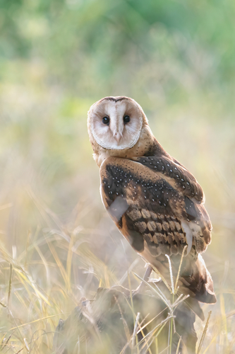 Tyto longimembris