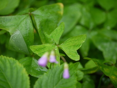 Oxalis latifolia